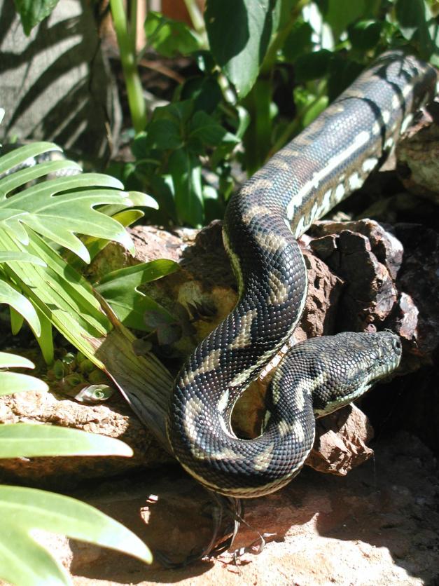 Carpet Python drinking at our fish pond
