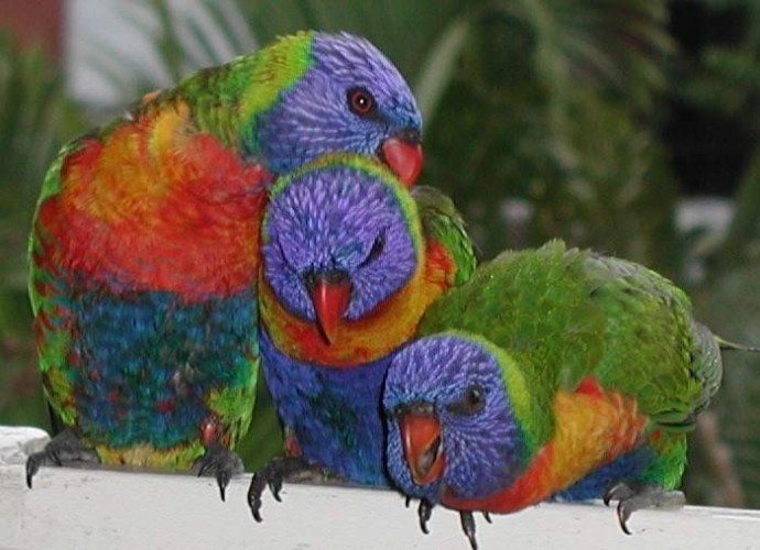 Family of Rainbow Lorikeets